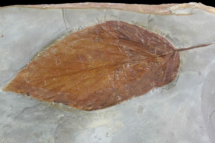 Fossil Leaf (Hamamelites) - Montana #99439